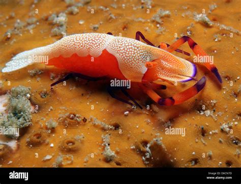 Emperor Shrimp Periclimenes Imperator On A Sea Cucumber Lembeh