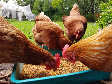 Caring for Ex-Battery Hens – NSW Hen Rescue