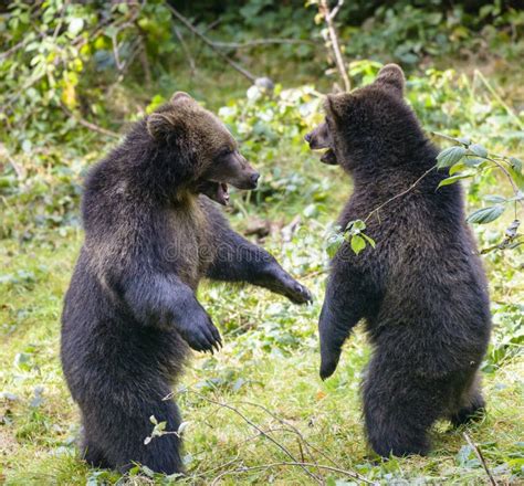 Two Brown Bear Cubs Play Fighting Stock Photo - Image of nature, siblings: 81280676