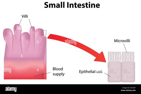 Small Intestine Labelled Diagram