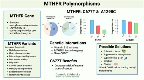 Mthfr Mutation What Is It How To Check Your Raw Data