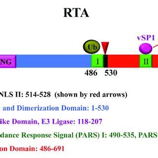 Schematic Representation Of RTA And Functional Domains The RTA