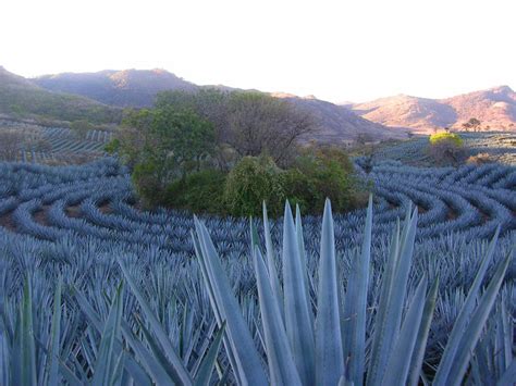 Paisaje Agavero Y Antiguas Instalaciones De Tequila Atractivos