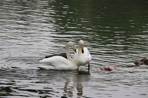 Swans Bird White Water - Free photo on Pixabay - Pixabay