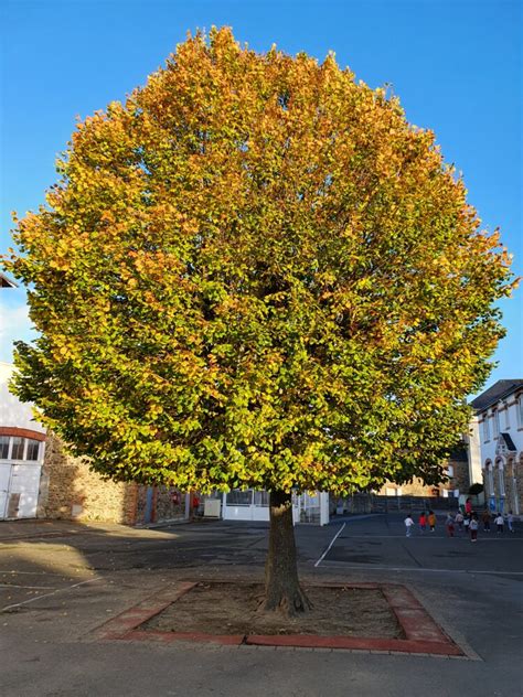 Cest Lautomne Ecole Notre Dame Lamballe