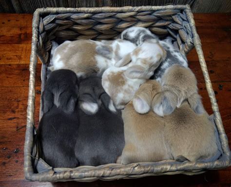 Baby Holland Lop Bunnies From Hooks Hollands Ohio Holland Lops Bunny