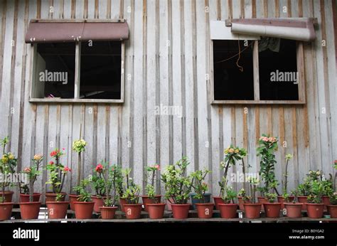 Cacti Plants Outside Wooden House, Sabah, Malaysian Borneo Stock Photo - Alamy