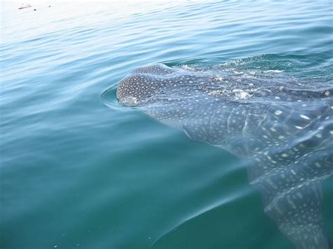 Tibur N Ballena En Holbox Datos Que Debes Conocer