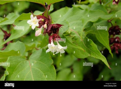 Himalayan Honeysuckle Leycesteria Formosa Stock Photo Alamy