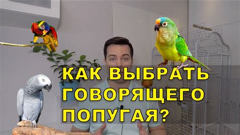 Какие попугаи разговаривают - породы которые учатся лучше всех