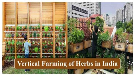 Vertical Farming In India Setup Advantage Suitable Crops