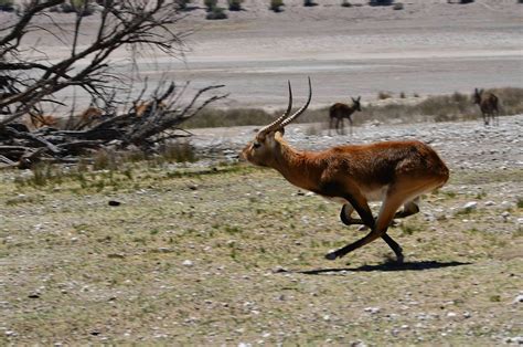 Gruesse Aus Dem Kalahari Becken