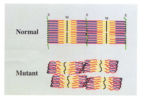 Schematic Representation Of Sarcomeres Of Muscles With And Without