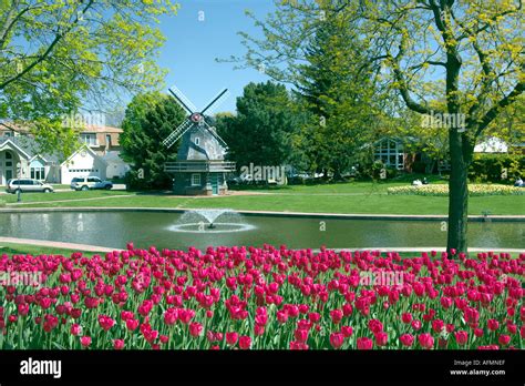 Tulips And Windmill At The Sunken Gardens In Pella Iowa Usa Stock Photo