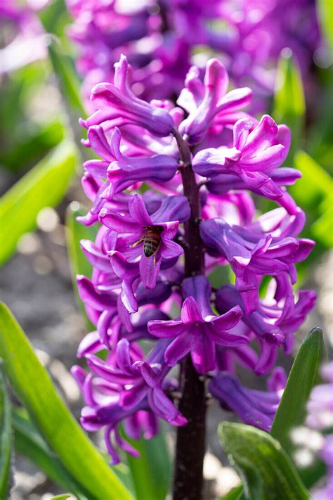 Hyazinthe Hyacinthus Miss Saigon Bild Kaufen 13700264