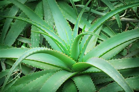 7 Aloe Vera Plant Uses – Mother Earth News