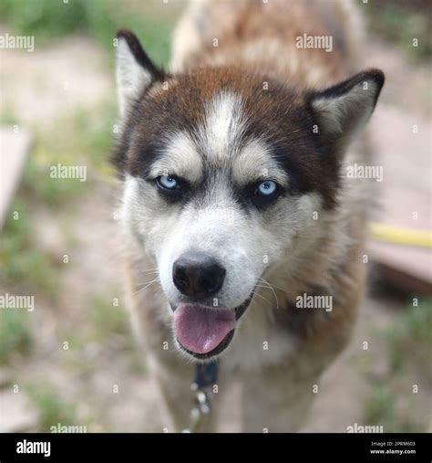 Alaskan Malamute With Blue Eyes The Arctic Malamute Is A Wonderful