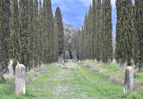 Cypress Road Cypresses - Free photo on Pixabay - Pixabay