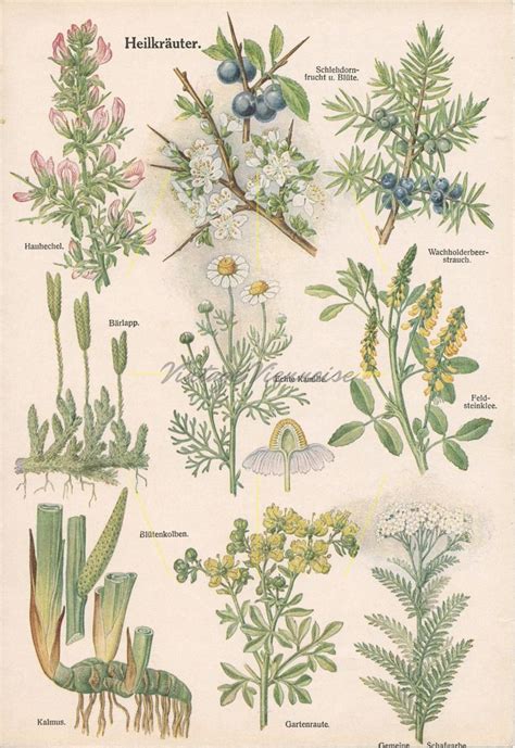 Vintage Healing Plants Medicinal Plant Art Botanical Print Etsy Uk