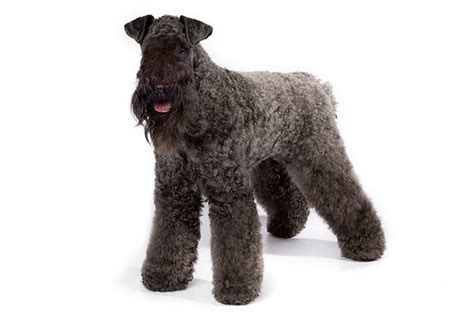 Kerry Blue Terrier Dog Breed Information