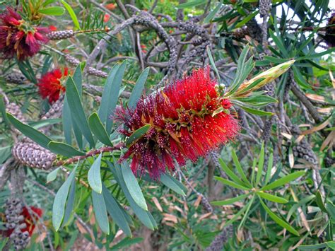 Callistemon Speciosus Myrtaceae Image 50989 At PhytoImages Siu Edu