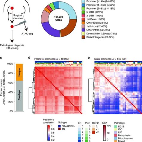 Chromatin Accessibility Profiling Of Human Bc Tissues A Schema Of