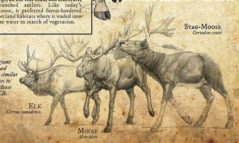 Design And Illustration For Pleistocene Ice Age Specimens And Fossils