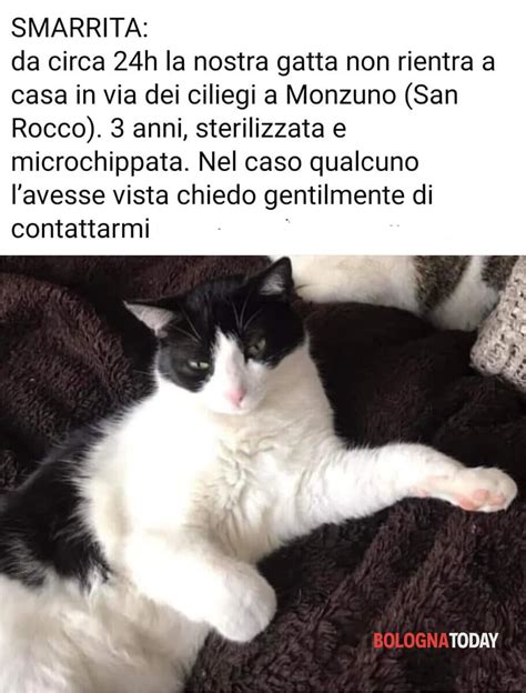 Gatti Scomparsi Da Monzuno E Dintorni Gli Appelli