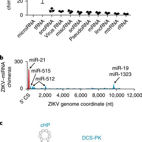 Hostvirus Rnarna Interactions A Human Rna Types That Interact With