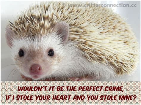 Funny Hedgehog Quotes - ShortQuotes.cc