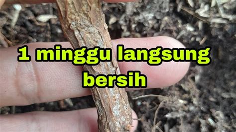 Cara Membasmi Kutu Perisai Di Batang Anggur Petanihidroponikcomal