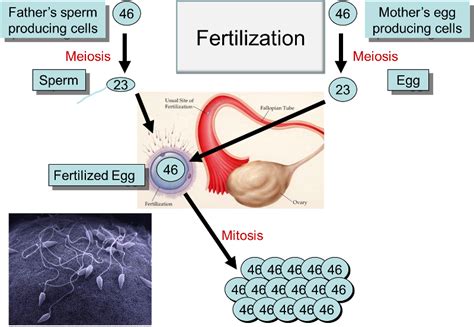 Fertilization, Oogenesis, and Spermatogenesis