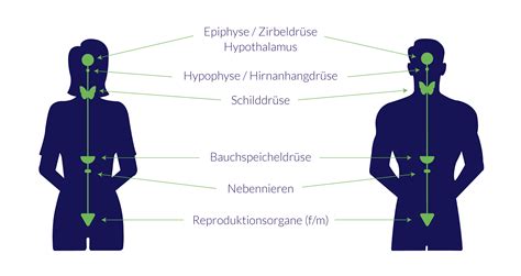 Endokrinologie Hormon Und Stoffwechselerkrankungen Im Endomedicum