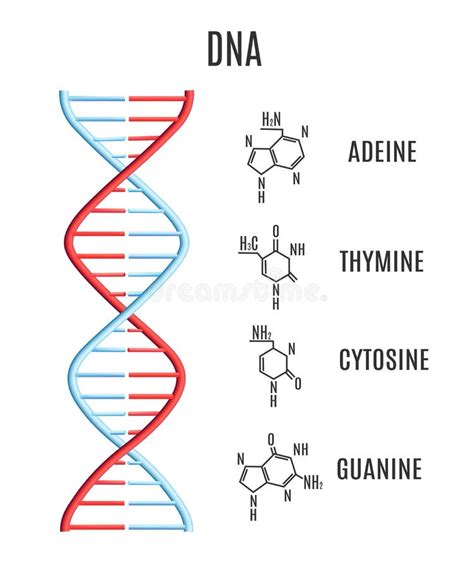 Vector DNA RNA Molecule Helix Spiral Genetic Code Stock Vector