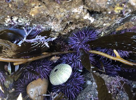 CCGP — Strongylocentrotus purpuratus (Purple Sea Urchin)