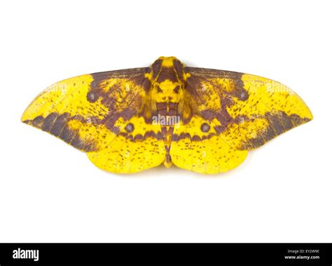 Imperial Moth Hi Res Stock Photography And Images Alamy