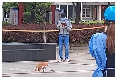 江苏一猫咪在众目睽睽下被老鼠追着打！猫：怕大家无聊，找点乐子 居民 余地 天性