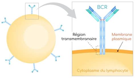 Lymphocytes Rôles Et Fonctions Biologiques Nutrixeal Info