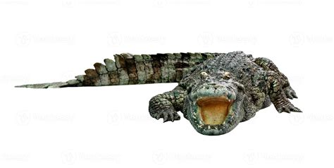 crocodile isolated on white background 18791351 Stock Photo at Vecteezy