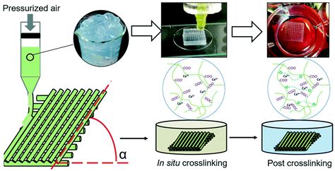 Polymers Free Full Text 3D Bioprinted Nanocellulose Based Hydrogels