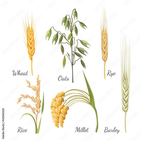 Barley Wheat Rye Rice Millet And Green Oat Vector Illustration