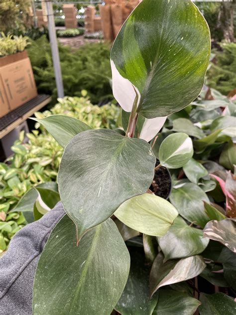 Philo White Knight Tri State Foliage In House Availability