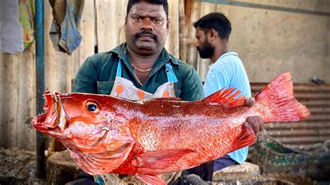 Kasimedu Speed Selvam Red Snapper Fish Cutting Video In Kasimedu