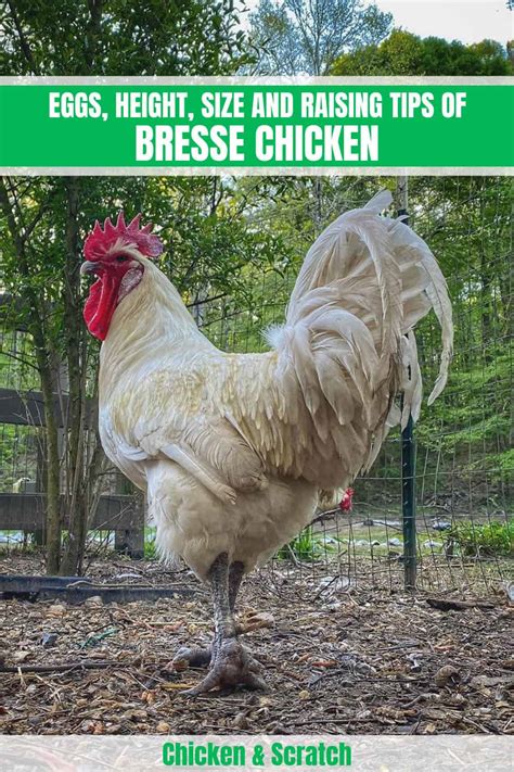 Poulet De Bresse Chicken Price Informacionpublica Svet Gob Gt