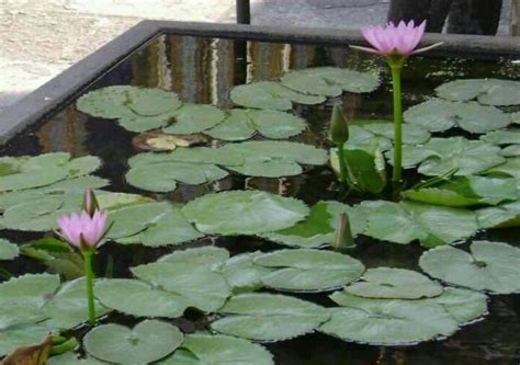 Lotus pond | Plants, Lotus pond, Pond