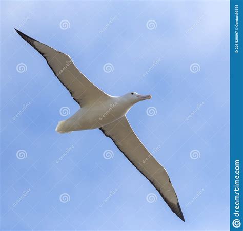 Southern Royal Albatross Diomedea Epomophora Stock Image Image Of