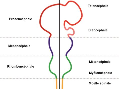 Le Tube Neural Se Diff Rencie En V Sicules Primitives Prosenc Phale