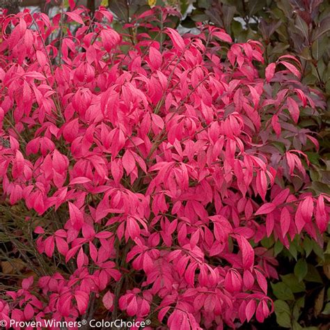 Unforgettable Fire® Burning Bush Euonymus Alatus Proven Winners