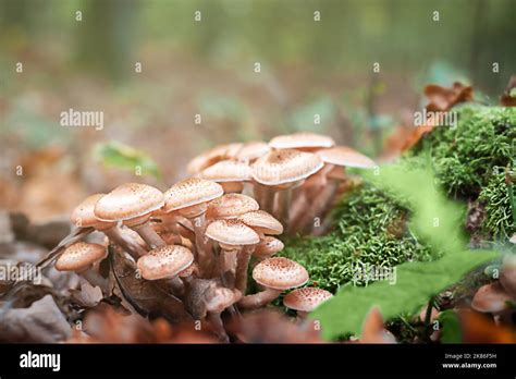 Honey Mushrooms A Group Of Edible Mushrooms Growing On A Stump In The