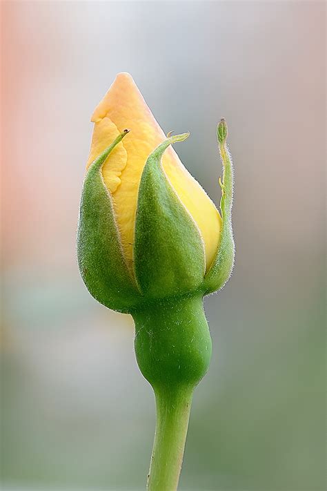 Bocciolo Di Rosa Gialla Juzaphoto